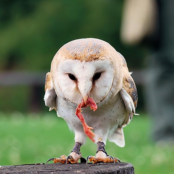 600px-Schneeeule_Fuetterung.jpg